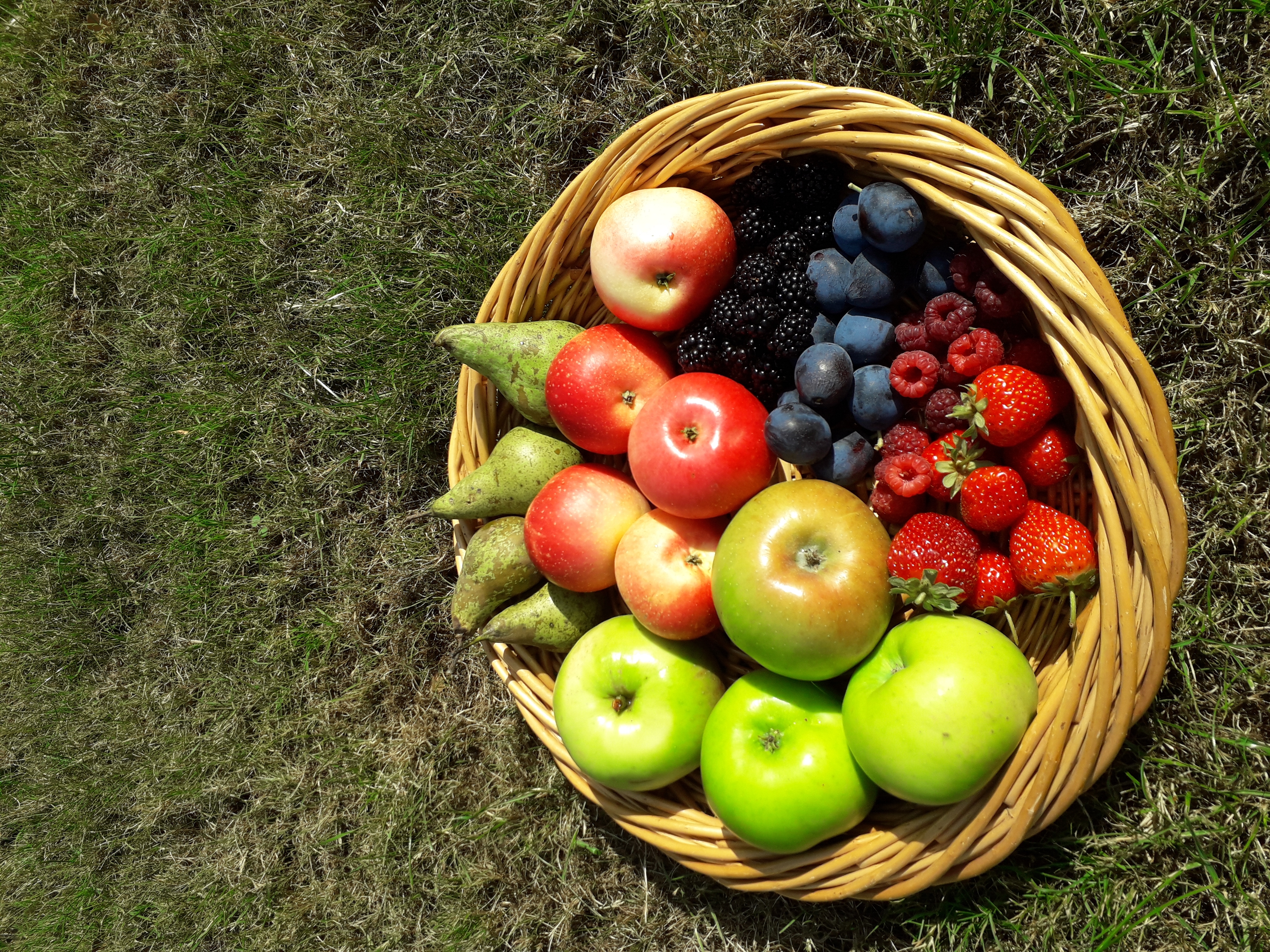Horticultural Society Autumn Show